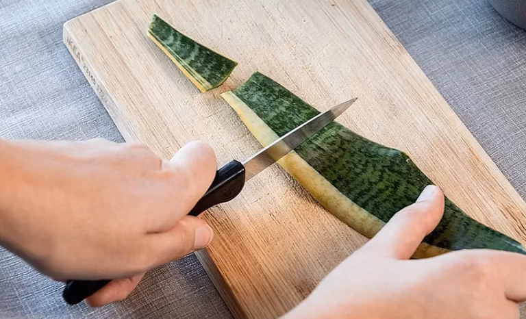 Comment réussir la cuisson des haricots verts croquants à la perfection